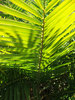 palm leaves