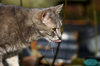 'Wild' cat