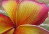fiery frangipani