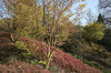 Spring parkland