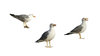 Isolated gulls