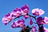Orchid