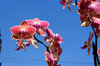 Orchid