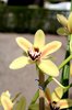 Orchid