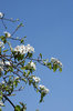 Flowering