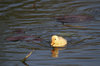 Duckling
