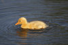 Duckling