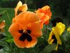 orange pansy