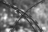barbed wire