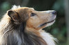 Sheltie