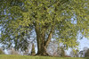 Beech tree in spring