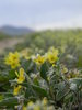wild flowers