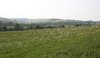 Summer meadow