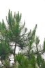 pine needles