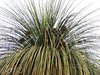 grass tree