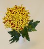 chrysanthemum