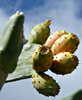 prickly pear fruit