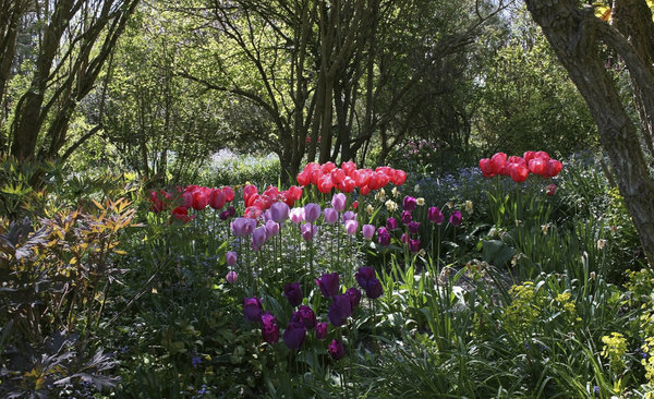 http://www.rgbstock.com/bigphoto/mp9WGwm/Tulip+garden