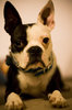 Boston Terrier