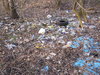 Wild litterplace