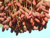 dates 2