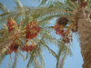 dates 4