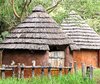 jungle huts,