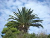 Palm-tree