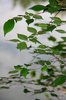 Plants over water