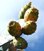 prickly pear fruit