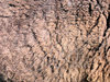 brown sheep wool texture