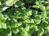stinging nettle