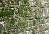 wall moss