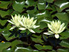 water flowers