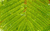 flamboyant tree foliage