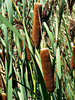 bullrushes