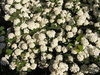 Elder