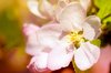 Spring blossom