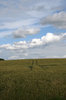 Wheat crop