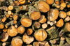 firewood
