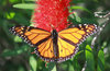 Monarch on flower