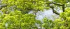 Jungle foliage