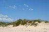 Dunes and plants