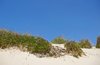 Dunes and plants