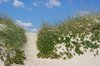 Dunes and plants