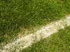 grass