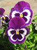 blue pansies