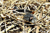 coot nestlings