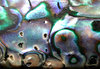 colourful shell