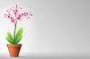 Flowers in Pot 3